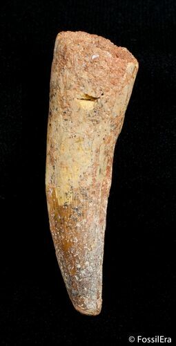 Inch Spinosaurus Tooth #2804